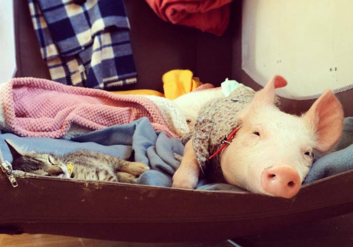 使 用 分 享 “ 内 蒙 古 边 锋 老 友 麻 将 有 没 有 猫 腻 ” ( 果 然 有 透 视 挂 ) 使 用 分 享 “ 内 蒙 古 边 锋 老 友 麻 将 有 没 有 猫 腻 ” ( 果 然 有 透 视 挂 )