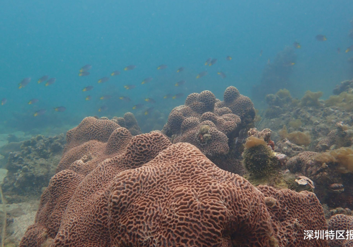 辅 助 神 器 “ 珊 瑚 岛 真 的 确 实 有 挂 ( 确 实 真 的 有 挂 ) - 知 乎 辅 助 神 器 “ 珊 瑚 岛 真 的 确 实 有 挂 ( 确 实 真 的 有 挂 ) - 知 乎