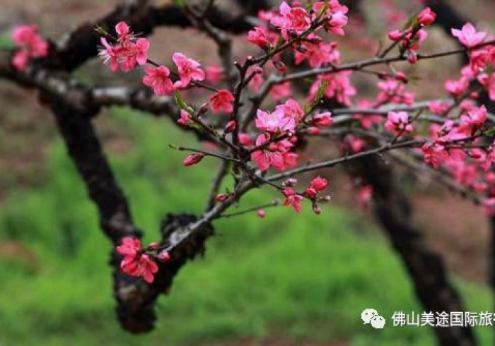 五分钟了解"桃花庄真的有挂(辅助外挂+教程) 五分钟了解"桃花庄真的有挂(辅助外挂+教程)