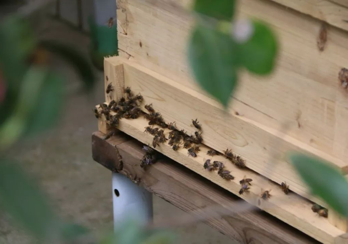 两 分 钟 了 解 蜜 蜂 大 厅 怎 么 看 出 有 挂 " ! 专 业 师 傅 带 你 一 起 了 解 两 分 钟 了 解 蜜 蜂 大 厅 怎 么 看 出 有 挂 " ! 专 业 师 傅 带 你 一 起 了 解