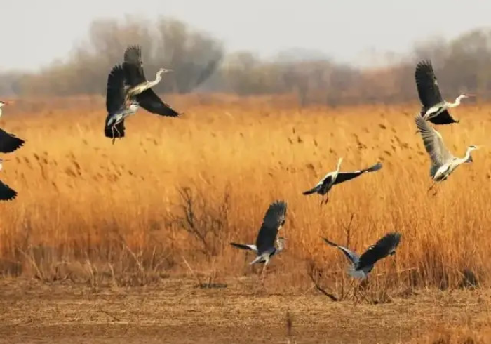 给大家讲解“牛魔王大厅怎么买房卡”房卡获取方式 给大家讲解“牛魔王大厅怎么买房卡”房卡获取方式