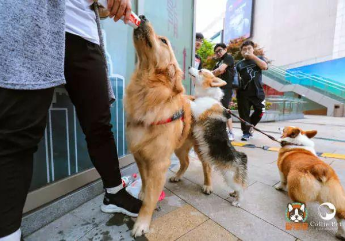 房卡必备教程“神兽大厅青龙大厅买房卡”详细房卡怎么购买教程