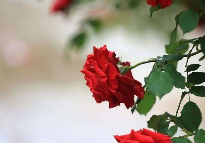 分析实测“飞鹰大厅真能买到挂吗”揭秘透视辅助万能挂