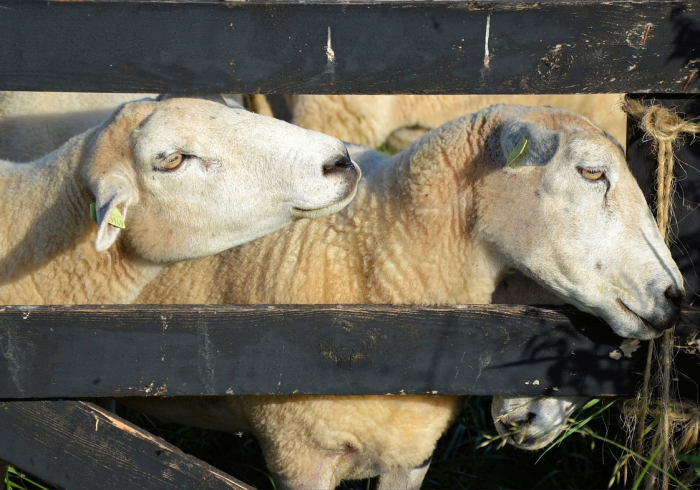 秒懂教程“狂飙大厅牛牛金花房卡”房卡使用教程 秒懂教程“狂飙大厅牛牛金花房卡”房卡使用教程