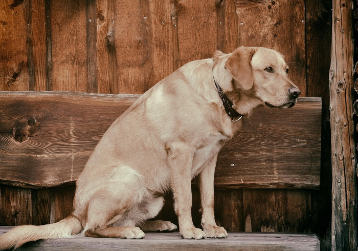 一分钟了解“微信斗牛房卡大概多少钱一张”购买房卡介绍