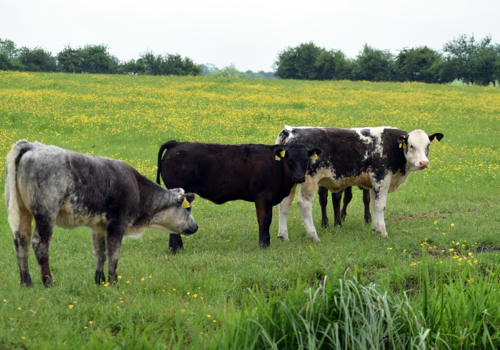 全攻略普及“微信牛牛群房卡哪里买”房卡使用教程